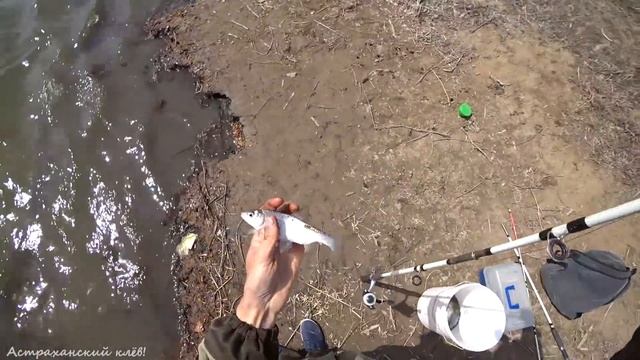 Начался ХОД ВОБЛЫ! Астраханская ВОБЛА 2021! Рыбалка в СИЛЬНЫЙ ВЕТЕР! Бешеный клёв воблы!