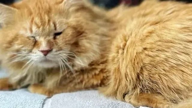 Прохожий случайно обнаружил жалкого истощенного кота! Он лежал в листве и был слепой! смотреть онлайн