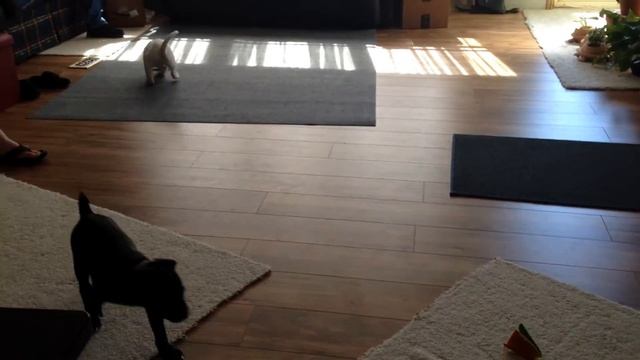 Vader and Obi Adventures: Faceplant! смотреть онлайн