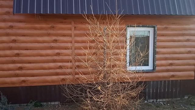 ?Лиственница.Формируем крону и сдерживаем высоту.