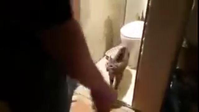 Охреневший кот хозяйничает у меня дома!! смотреть онлайн