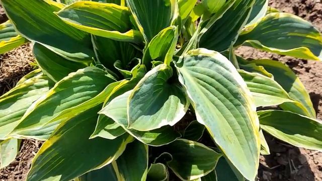 #дизайнсада #оформляемдорожку /Хоста форчуна Ауреомаргината (лат. hosta aureomarginata) смотреть онлайн