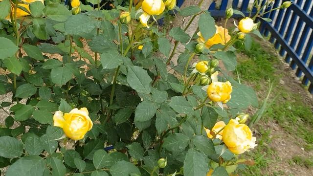 Сорт розы МУЛИНЕКС (ОСТИН) -красиавя,но скромная "Золушка"2 июня 2021 года смотреть онлайн