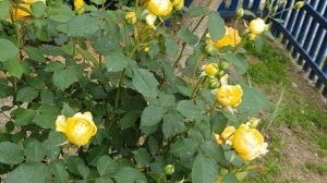 Сорт розы МУЛИНЕКС (ОСТИН) -красиавя,но скромная "Золушка"2 июня 2021 года