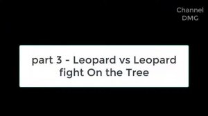 Потрясающе! Лев спасения новорожденный  Импалы   Избежал нападения леопарда, повезло Импале
