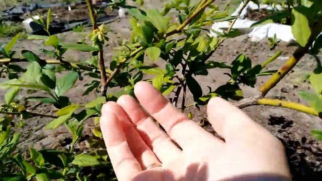 Как цветет голубика смотреть онлайн