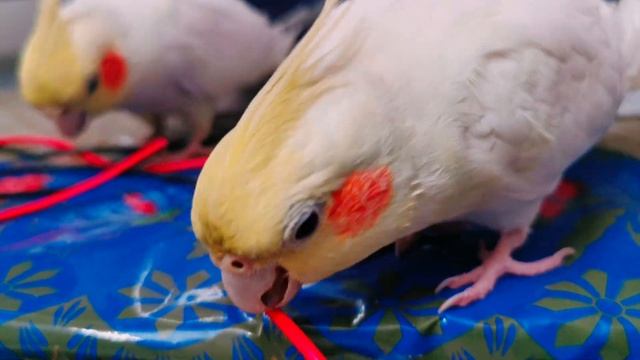 Java and Pico enjoy biting the cables - Java and Pico Vlog смотреть онлайн