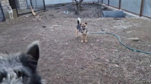 Наши собаки перекопают ваш участок за мешок корма?Проводим Благотворительную акцию "Накорми собаку"