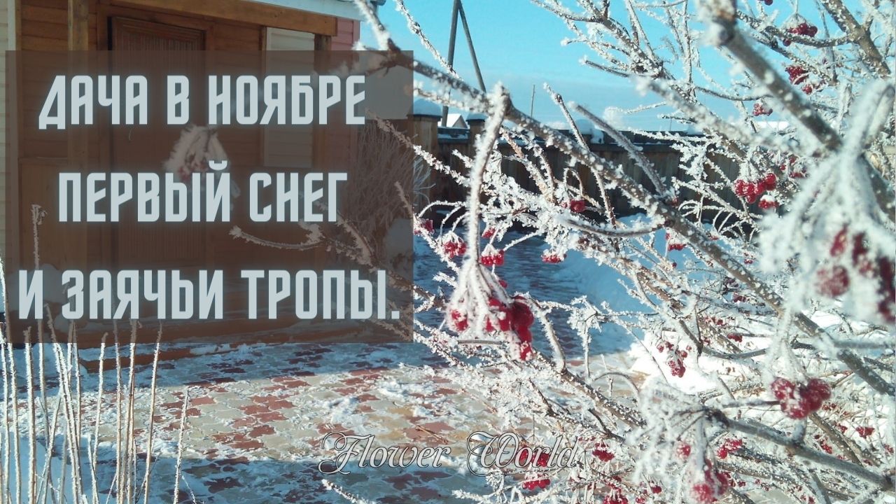 Дача в ноябре. Снег на даче в 2022 году. Первый снег кино. Первый снег кино 2022. 7,1 Снег.