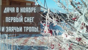 Дача в ноябре первый снег и Заячьи тропы.