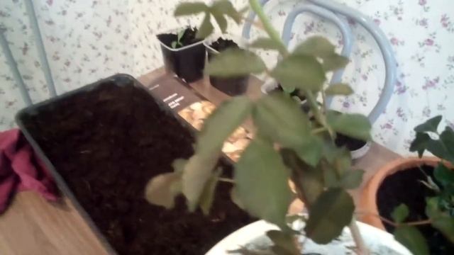 Высаживаю растения зимой.Помидорки. Парковая роза. смотреть онлайн