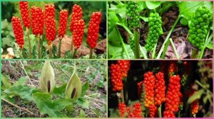 АРОННИК пятнистый.