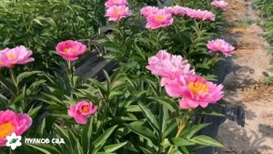 My petite cherie peony. Май петит шери пион