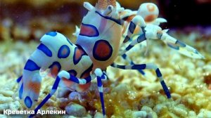 Странные Морские Существа, о Которых Вы Не Знали