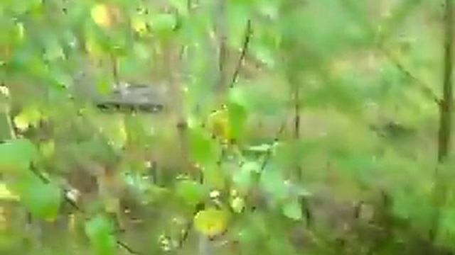 Артём Воронков - Грибы подберёзовики в лесу 5 Сентября 2015 Волховский район Ленинградской области смотреть онлайн