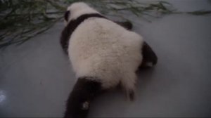 Малышка Панда во всю Ползает Московский Зоопарк🐼🔥🥰👍baby Panda Moscow zoo🐼🔥🥰👍