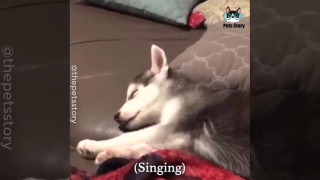 Приколы с 🐶собаками. Угар смотреть онлайн