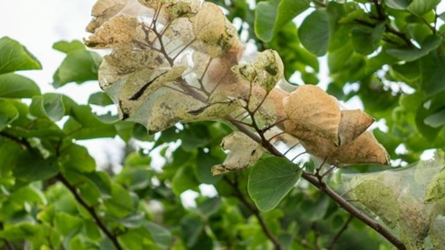 КАК ИЗБАВИТЬСЯ ОТ ПАУТИННОГО КЛЕЩА? смотреть онлайн