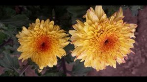 Хризантема Гомпі у моєму саду. Сезон 2023