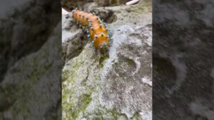 Павлиноглазка грушевая🐛
