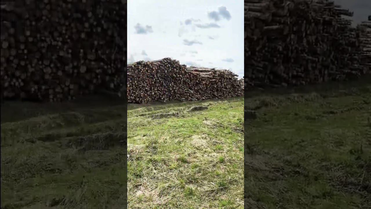 В вашем регионе также ЛЕС сохраняют??? смотреть онлайн