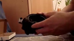 обзор ремонта противотуманной фары Nissan Teana J33