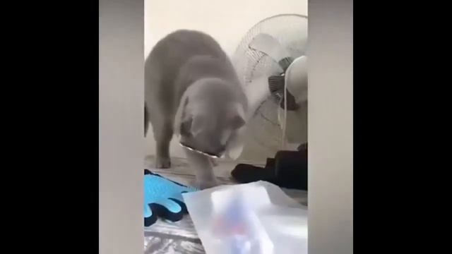 ПРИКОЛЫ 2020 СМЕШНЫЕ ЖИВОТНЫЕ , КОТЫ СОБАКИ ПЕТУХИ ПРИКОЛЮХА. приколы 2020 лучшие до слез смотреть онлайн