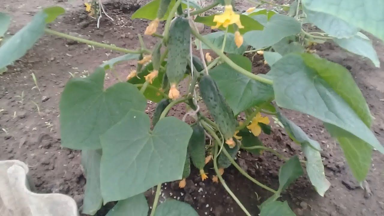 Урожайность огурцов с куста. Мелотрия шершавая. Огурец кураж формировка. Урожайность огурцов с куста. Урожайность огурцов в теплице с 1 квадратного.