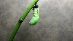 как появляется бабочка