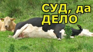 Есть ещё справедливость в сёлах. Женщина отсудила у пастуха 10 тыс грн за телку, сгинувшую в овраге.
