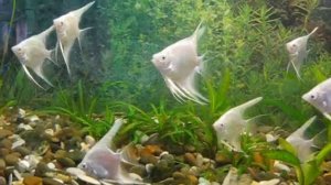 скалярія платинова