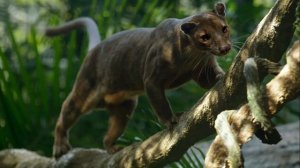 Гигантская фосса