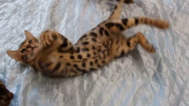 катята