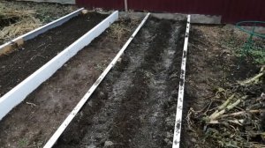 Посадка озимого чеснока