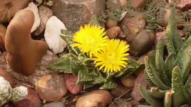 Faucaria tuberculosa betatest.wmv смотреть онлайн