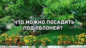 Что посадить под яблоней?