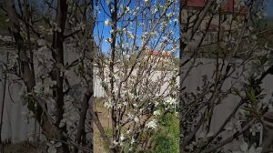 ширафуга, уникум