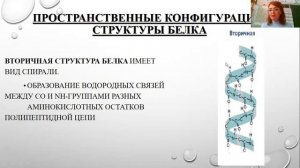 Состав и строение белков