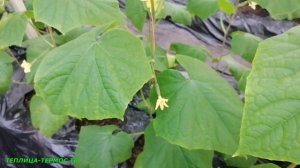 Начало массового цветения огурцов//Сорт Лютый и Неман, насколько отличаются эти огурцы//Сезон 2022