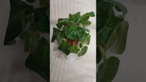 Фиалка потеряла тургор. Разбор случая. Дальнейшая тактика.