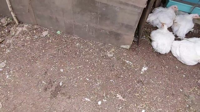 Бройлеры. Спасаю бройлеров от перегрева. В жару бройлеров из клеток на землю.
