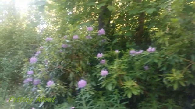 Can anyone recognise this flower? смотреть онлайн