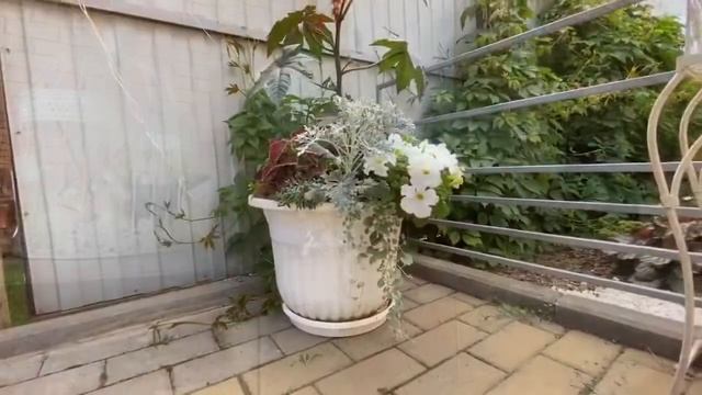 Растения в ландшафтном дизайне. Дихондра. смотреть онлайн