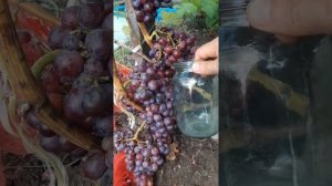 Виноград Мускат Новошахтинский