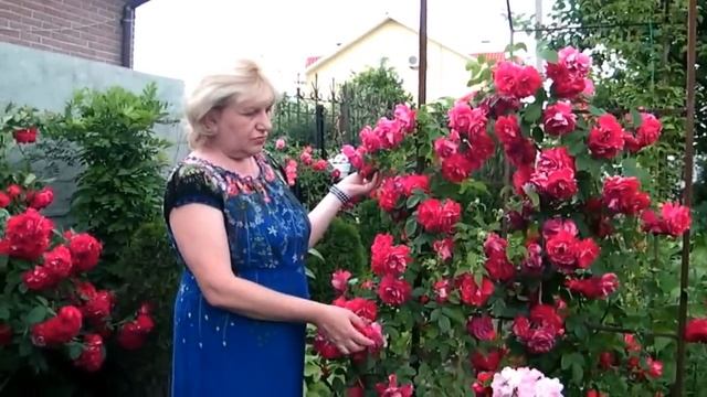 РОЗЫ -МИЛЛИОН РОЗ!!! УКРАШАЕМ ЗАБОРЫ!!! СМОТРЕТЬ ДО КОНЦА!!!!! ЧАСТЬ 2 смотреть онлайн