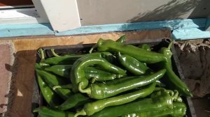 Перец сладкий Питон,обзор урожая.