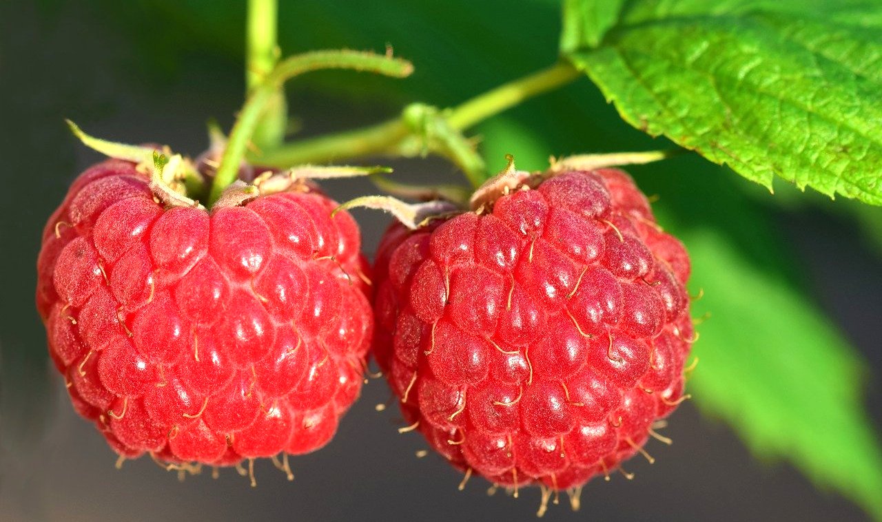 Малина Rubus idaeus