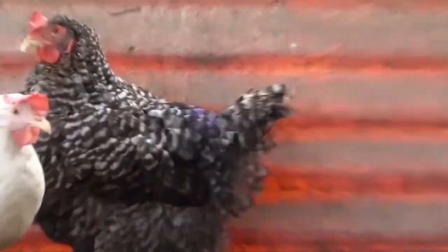 осмотр хозяйства и немножко о шашлычке смотреть онлайн