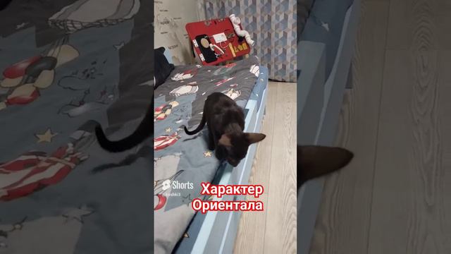 Ориентальный кот, какой он_! #ориентальныйкот #котята