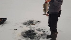 Карелия. Сямозеро.  Судак на мормышку .